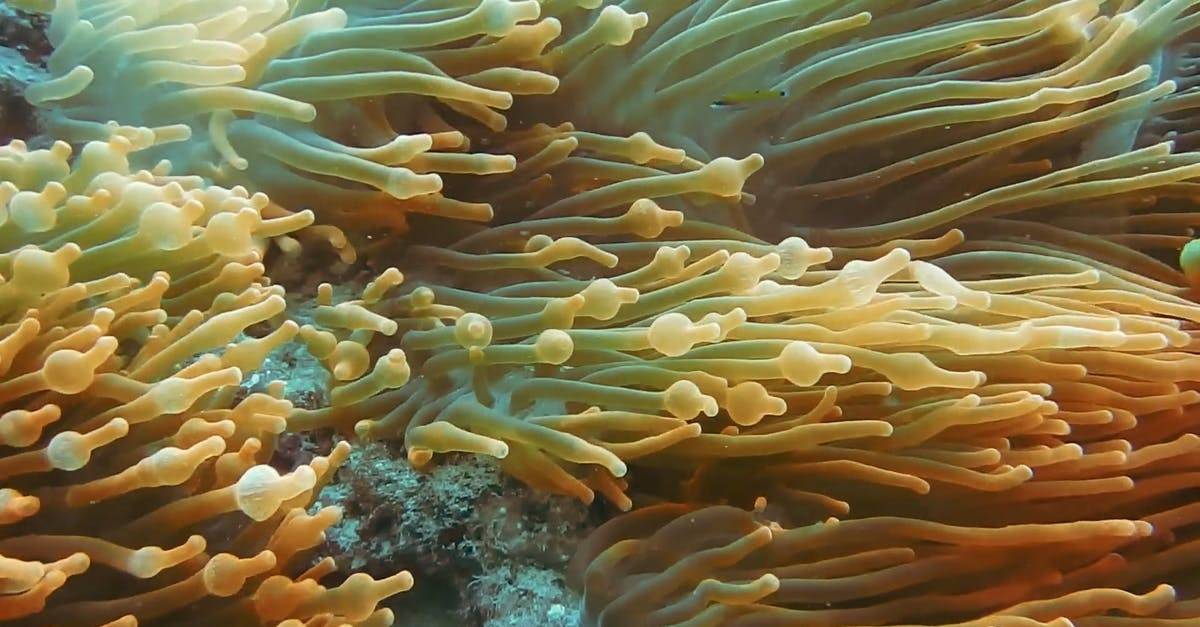 小丑鱼水下珊瑚群CC0视频素材插图