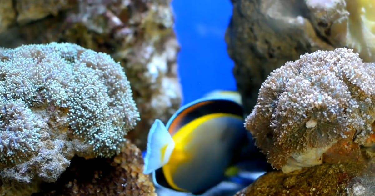 海洋中的水下动物, 勘探 高清CC0视频素材