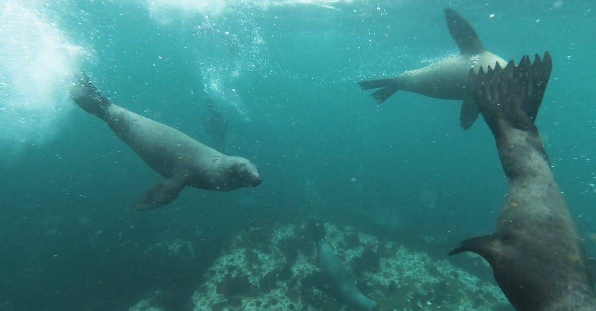 南非水下海豹动物拍摄4K高清CC0视频素材插图