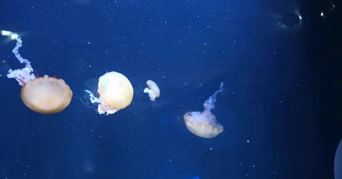 蓝色海洋下的水母动物摄影4K高清CC0视频素材