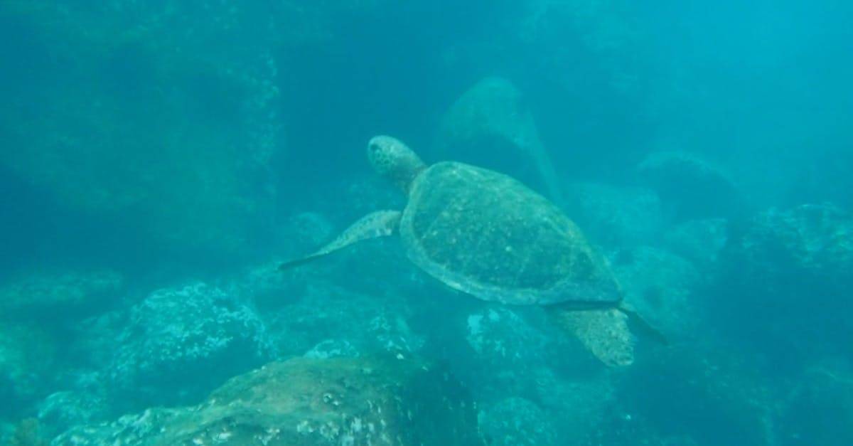 海龟深海水下的乌龟CC0视频素材