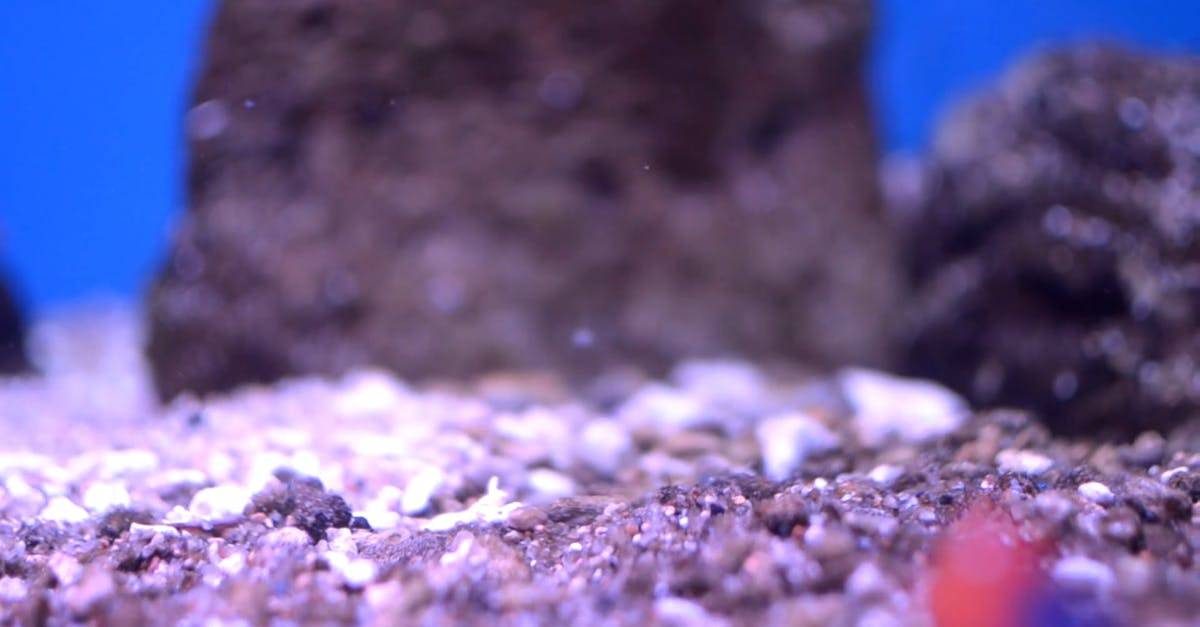 水族馆里面的小鱼的特写视图 CC0视频素材