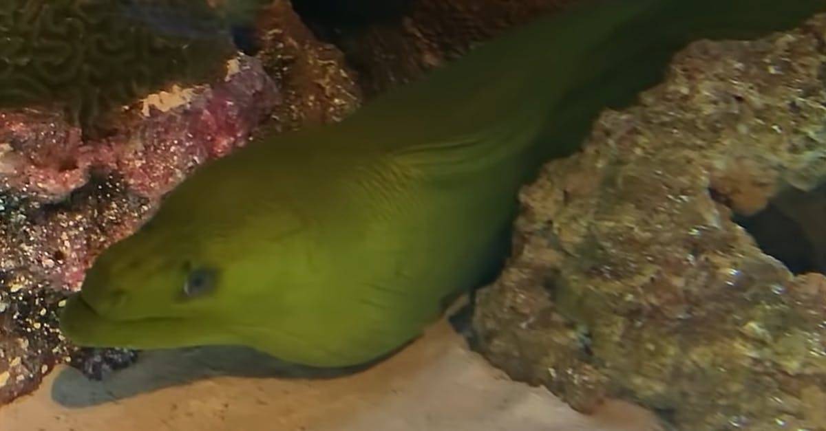 奇怪的海洋水下动物高清CC0视频素材