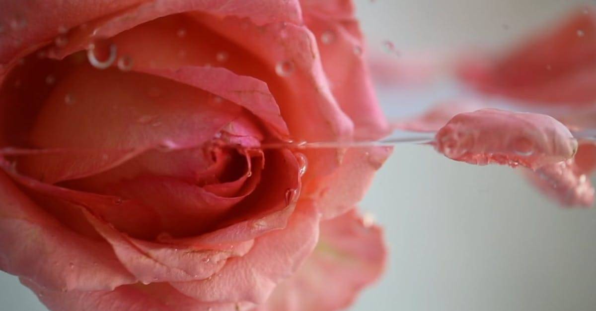 微距特写镜头拍摄玫瑰花瓣高清CC0视频素材