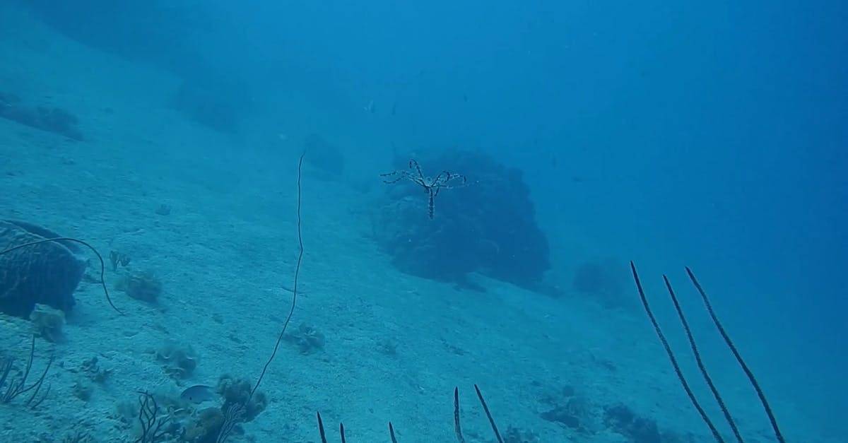 水下章鱼的视图CC0视频素材