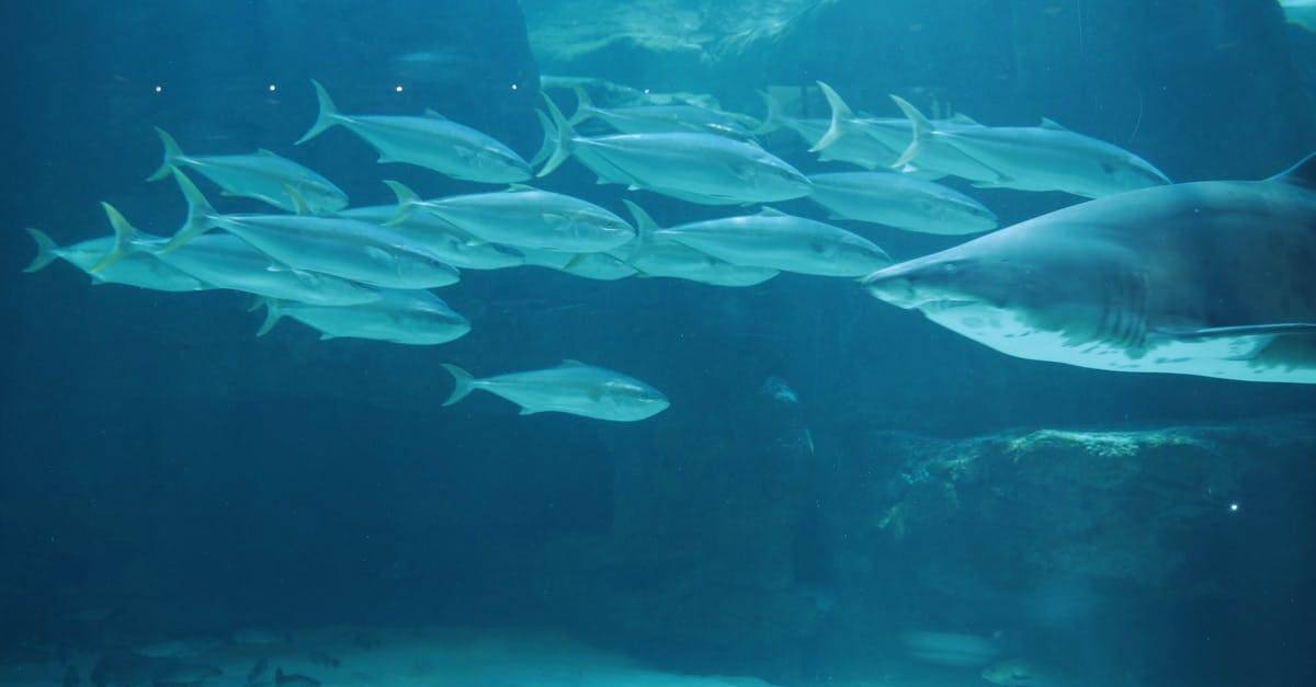 沙丁鱼捕食者水下4K摄影高清CC0视频素材