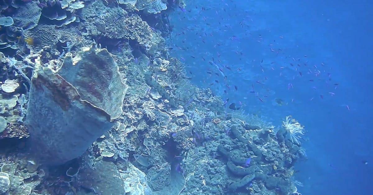 一群鱼印度尼西亚海底生活俯拍CC0视频素材