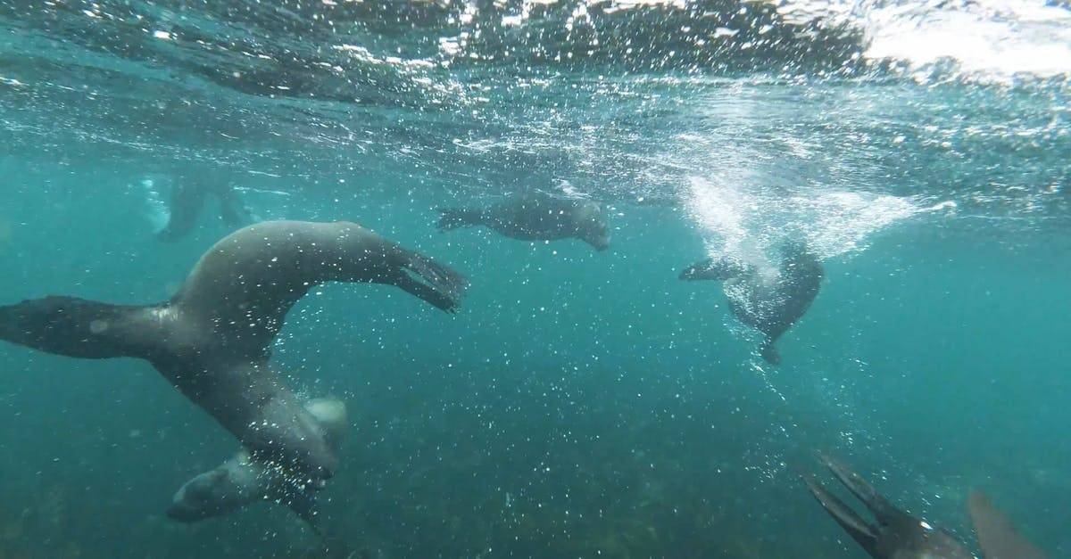 冒险潜水动物水下世界4k高清CC0视频素材