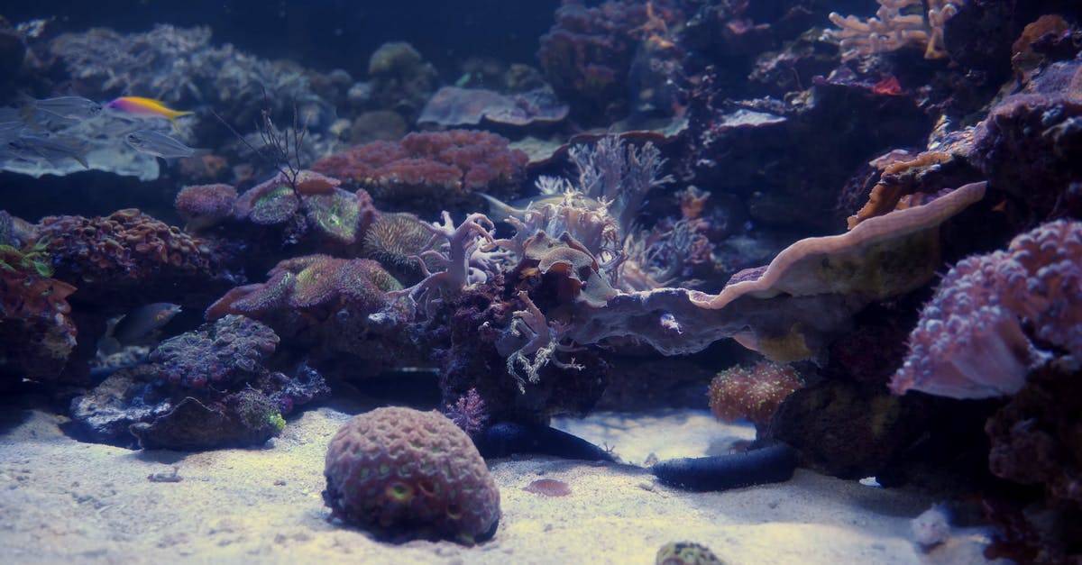 岩石中的珊瑚水下海底4K高清CC0视频素材