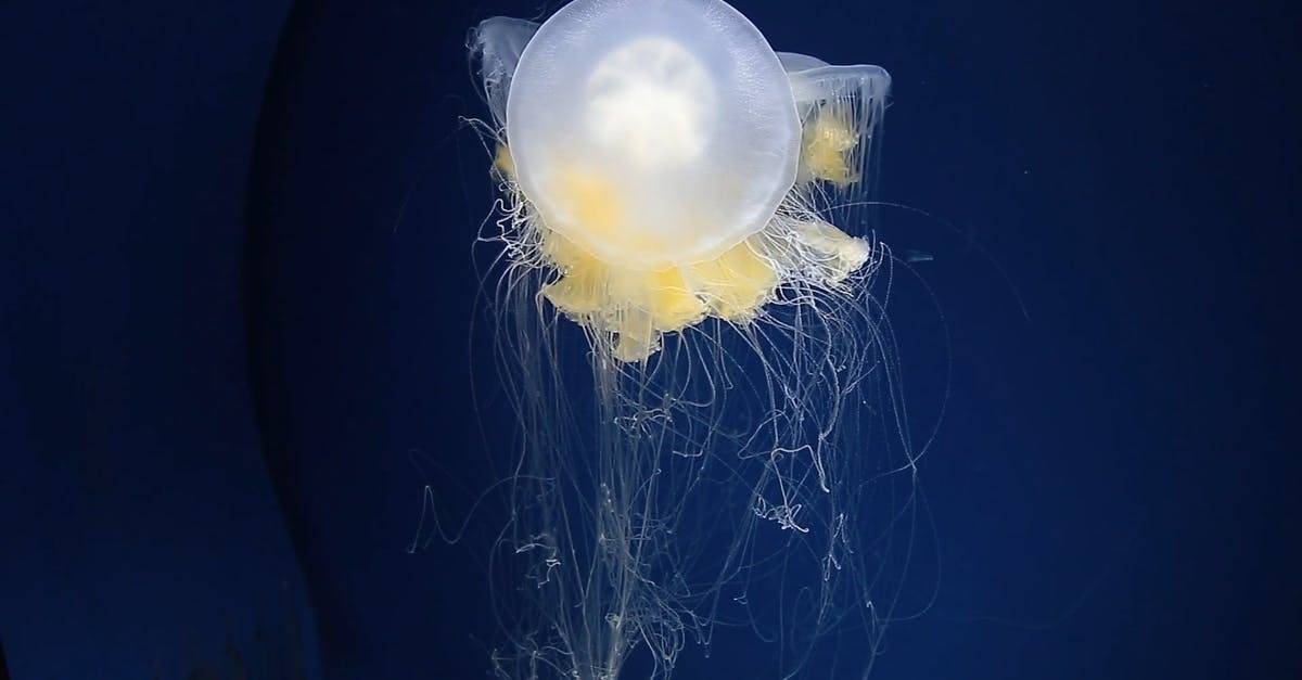 刺胞动物门漂亮的水母高清CC0视频素材插图