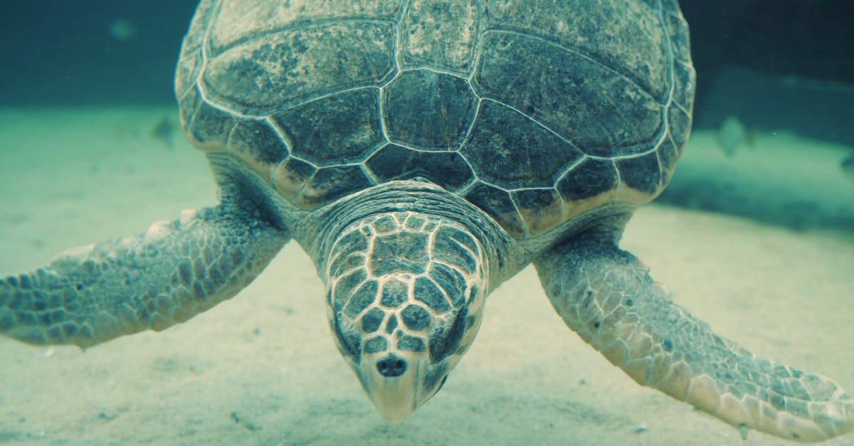 水下摄影巨型海龟4K高清CC0视频素材