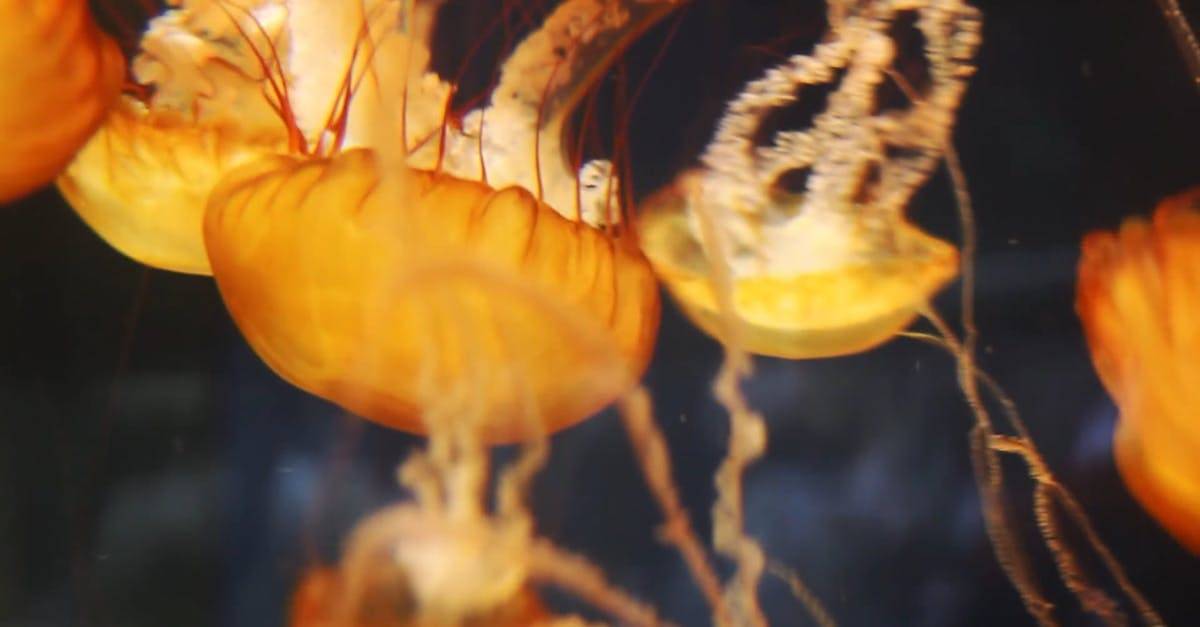 刺胞动物门水母摄影高清CC0视频素材插图