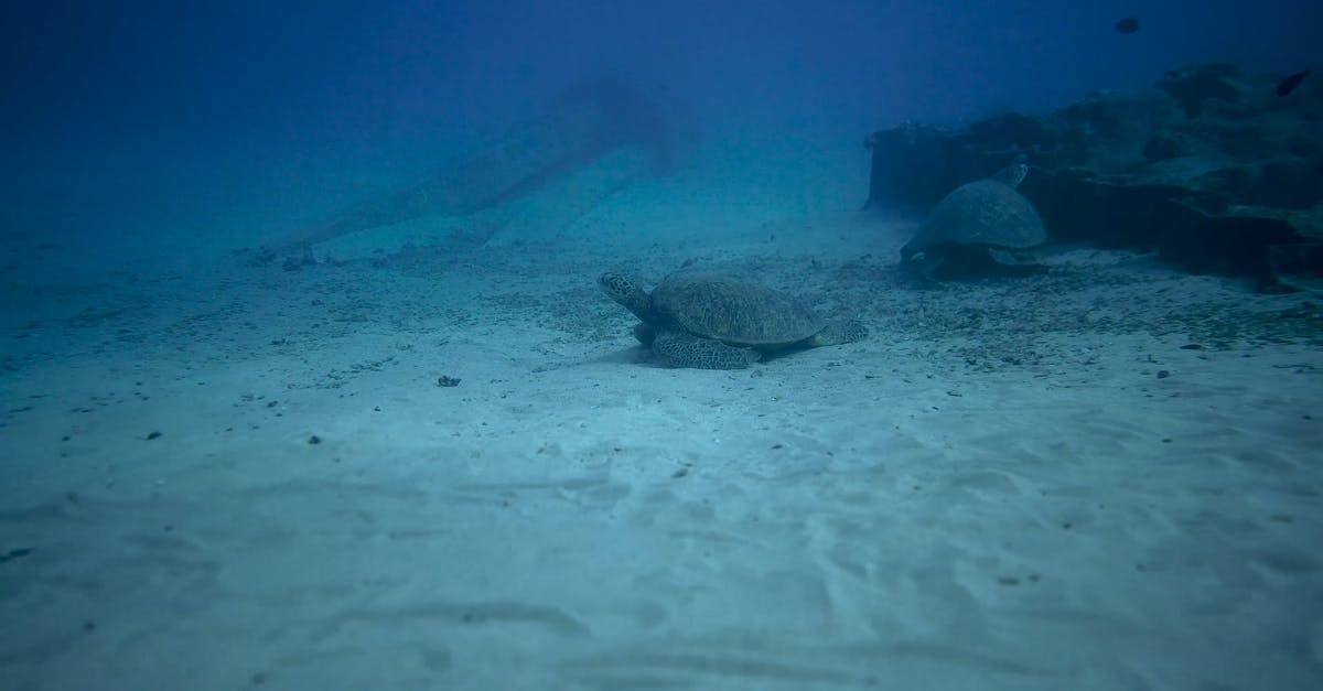 海洋水下的乌龟实拍4K高清CC0视频素材插图
