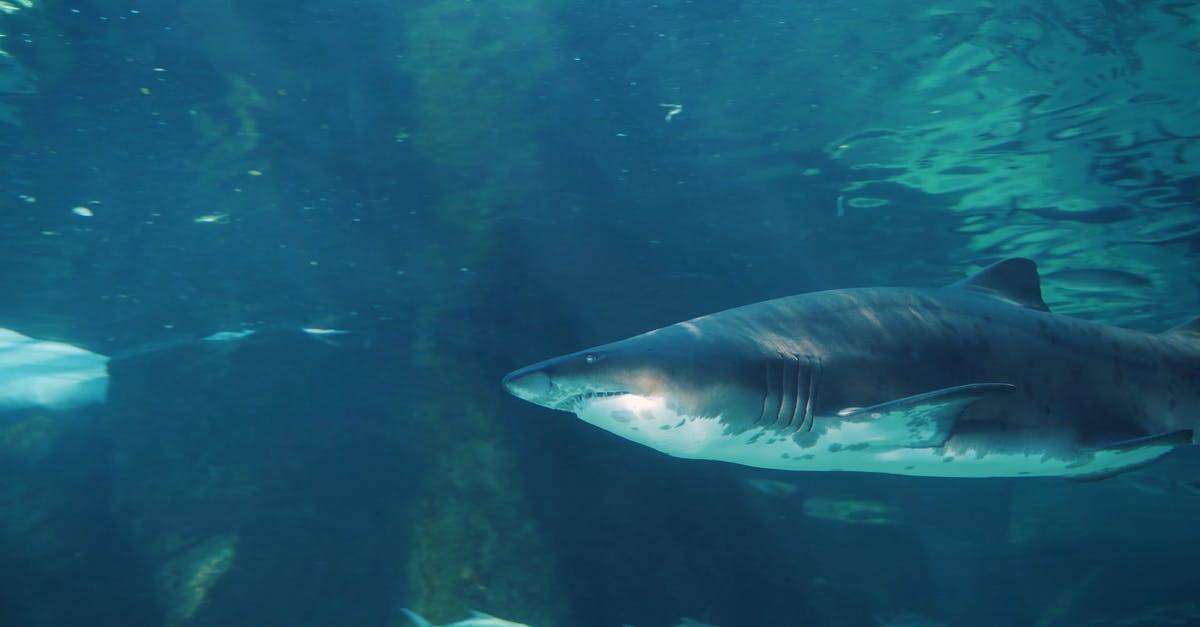 海底捕食者鲨鱼水下摄影4K高清CC0视频素材