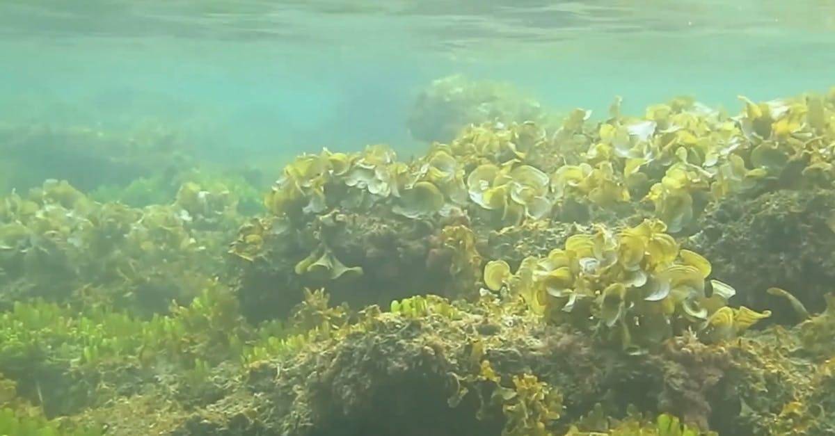 水下的各种动物珊瑚实拍高清CC0视频素材插图