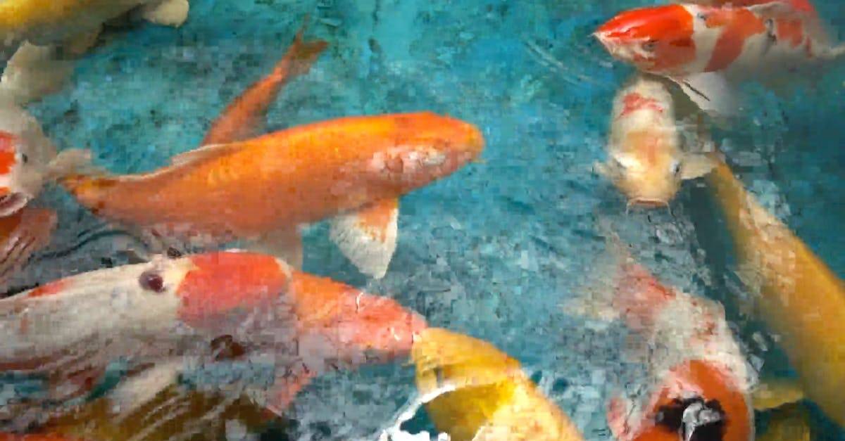 亚洲锦鲤大鲤鱼在水中高清CC0视频素材插图