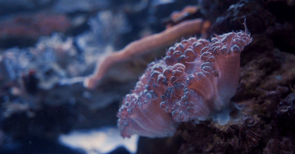 岩石海底的珊瑚捕食者4k水下摄影高清CC0视频素材插图 岩石海底的珊瑚捕食者4k水下摄影高清CC0视频素材插图