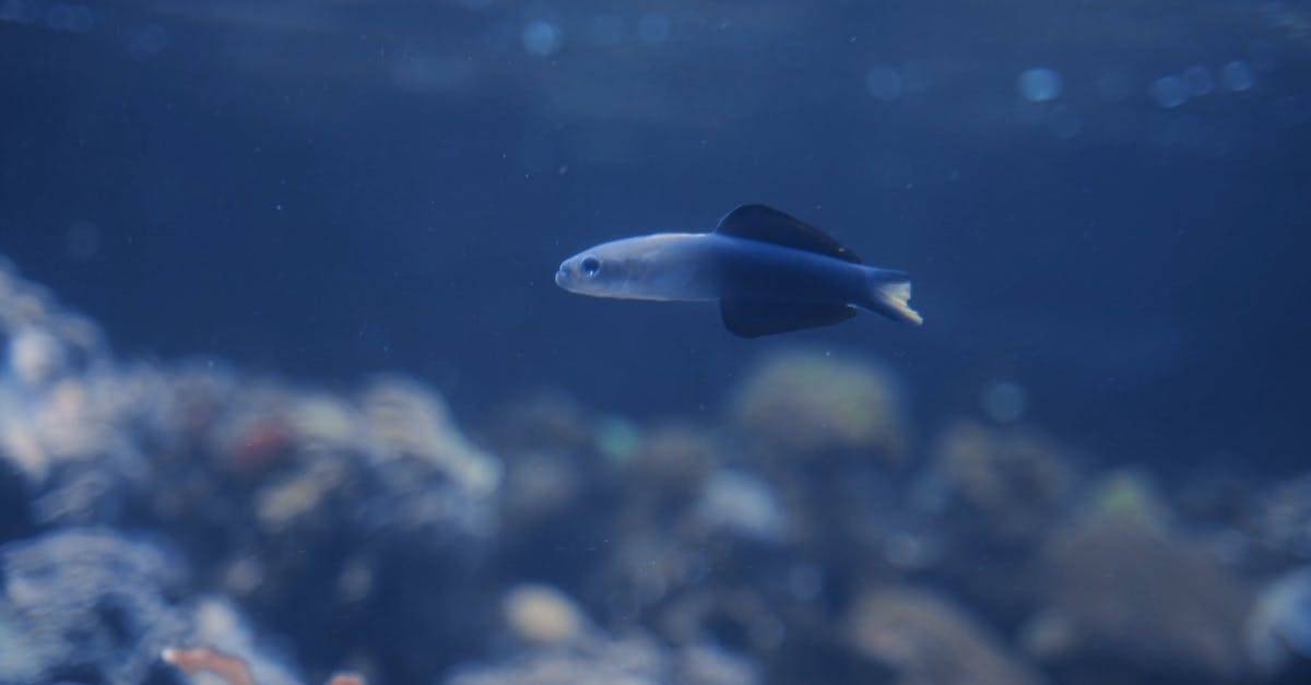 水中的观赏鱼孔雀鱼4K高清CC0视频素材插图