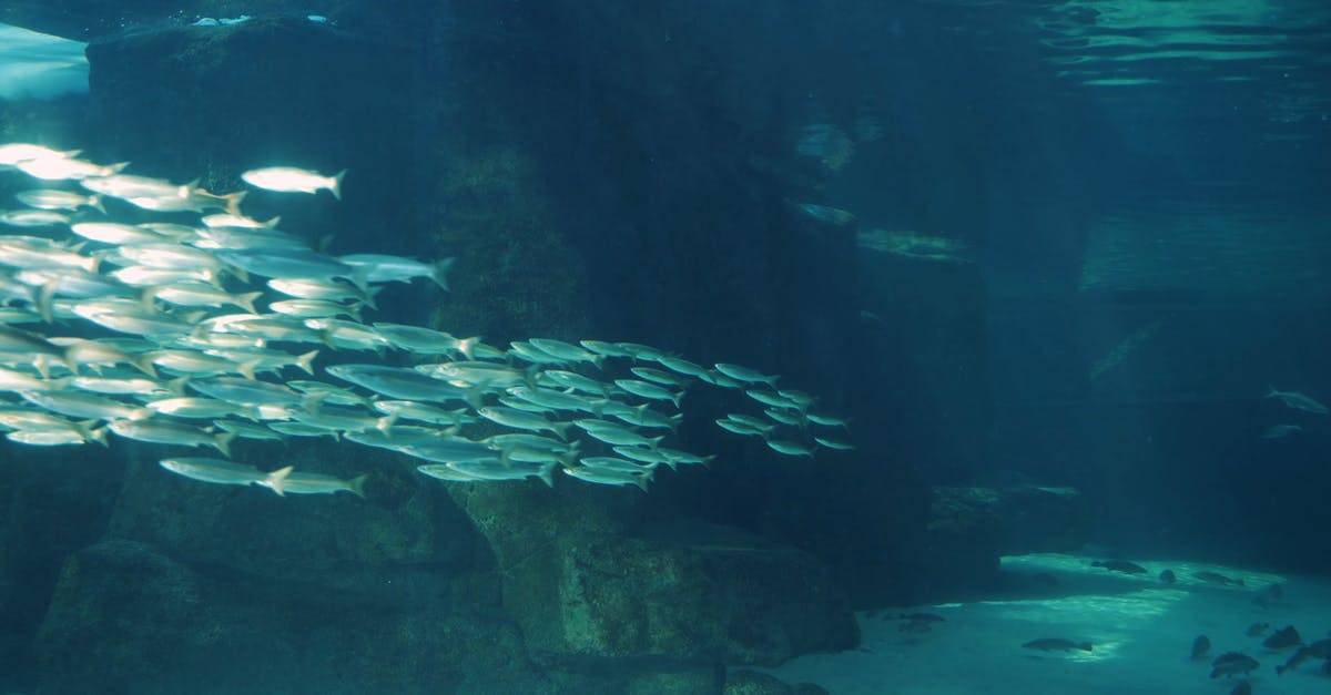 岩石水下海底的鱼群4K高清CC0视频素材插图