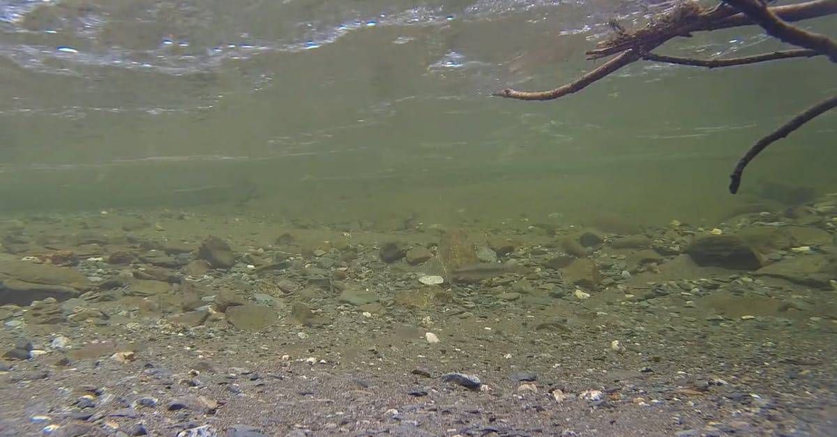 水下鱼的镜头河水中的泥沙CC0视频素材插图