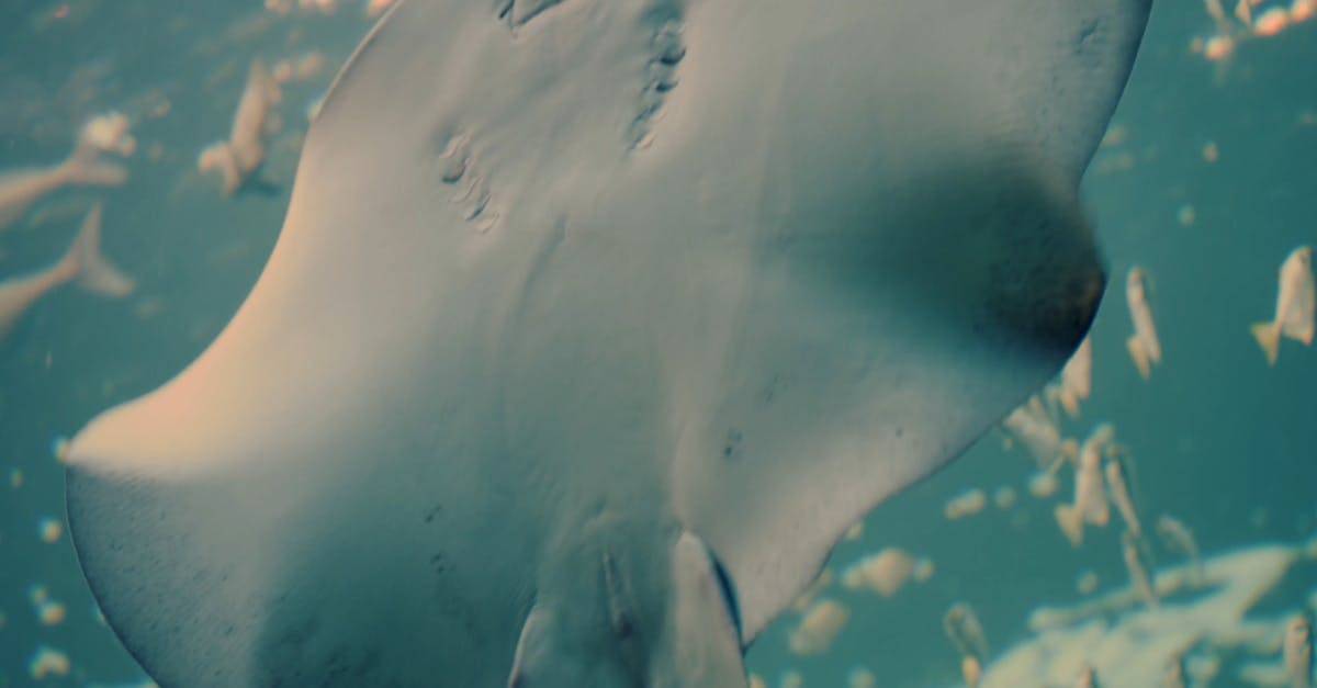 低角度拍摄拍摄水下的魔鬼鱼4K高清CC0视频素材插图