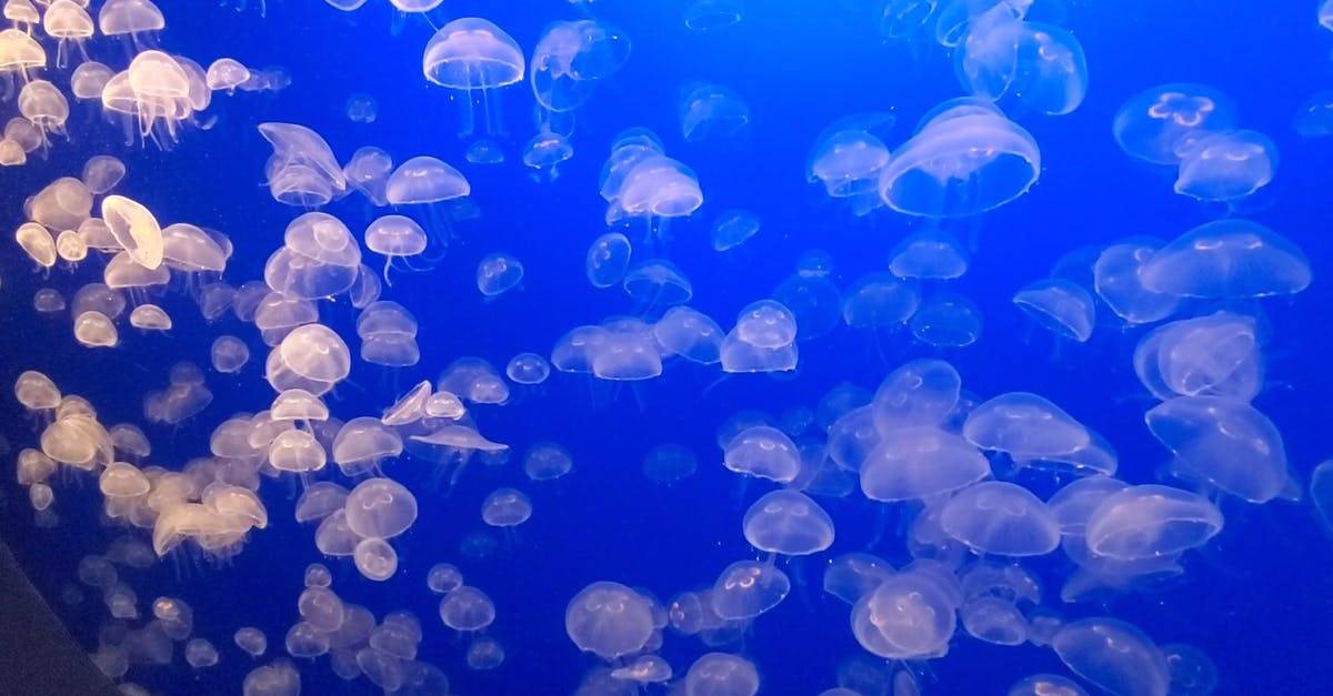 集团的水母在水族馆CC0视频素材插图