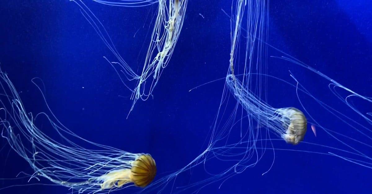 刺胞动物门水母触手动物摄影 高清CC0视频素材
