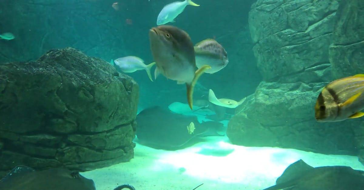 水下, 水族馆, 海洋生物 高清CC0视频素材