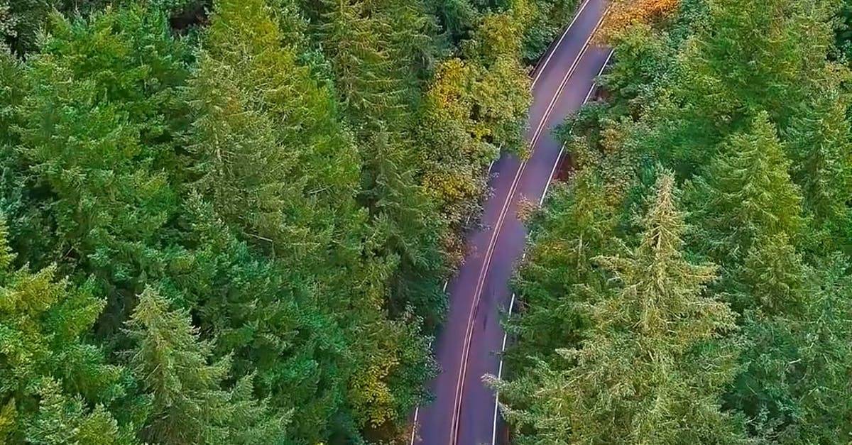 4k航拍森林中的公路DJI春天松树林竖屏高清CC0视频素材插图