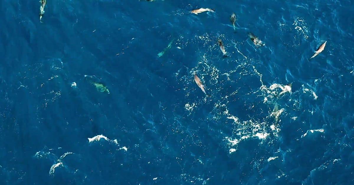 海鸟飞跃在海鱼群中航拍高清CC0视频素材插图