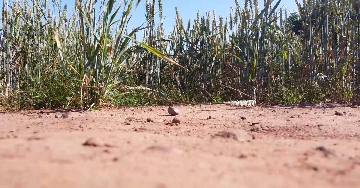 农村土地农田无人机航拍高清CC0视频素材插图
