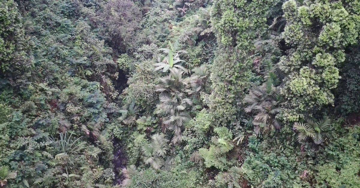 印度尼西亚森林公园航拍4k高清CC0视频素材插图