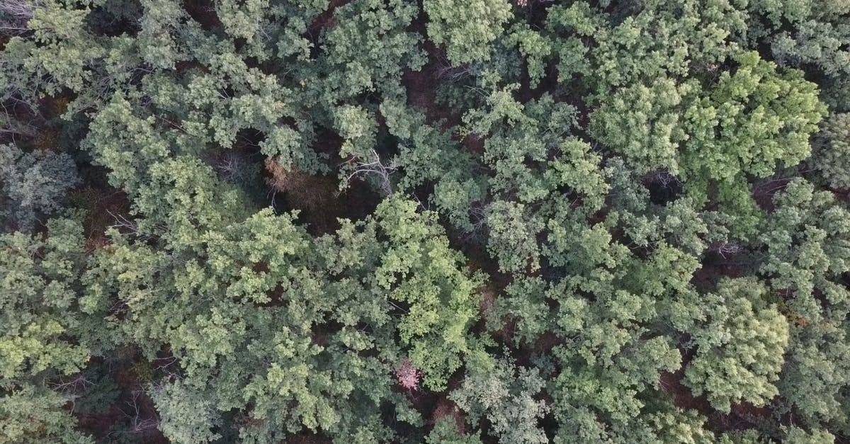 森林树木航拍高清CC0视频素材插图
