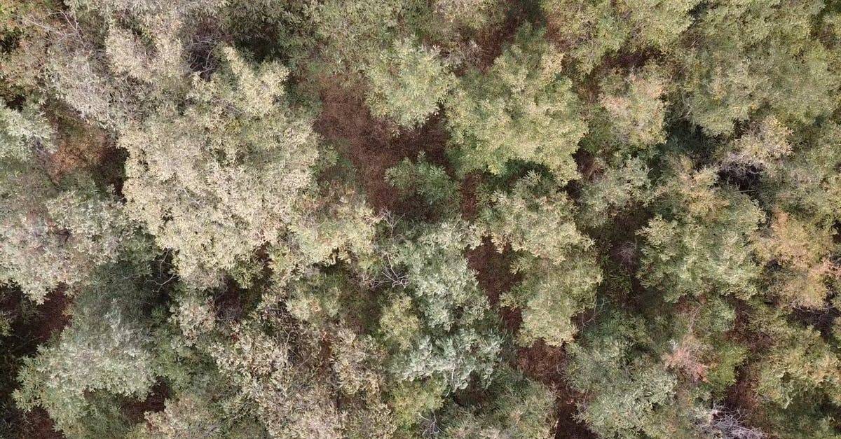 俯视图拍摄森林植物高清CC0视频素材