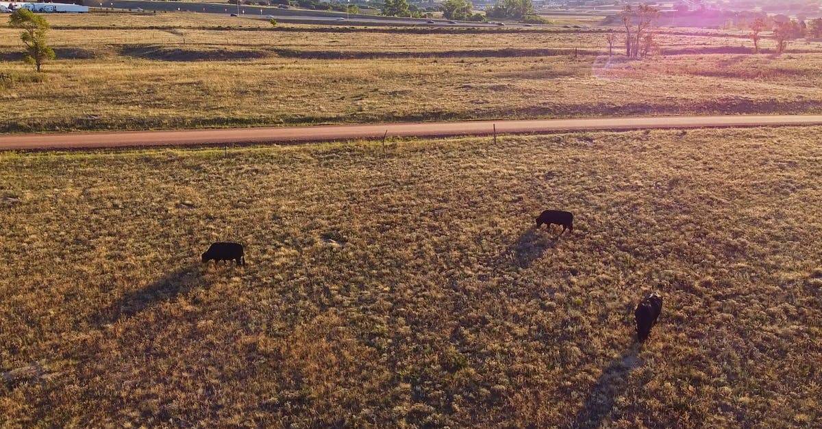 动物养殖吃草的牛航拍4k高清CC0视频素材
