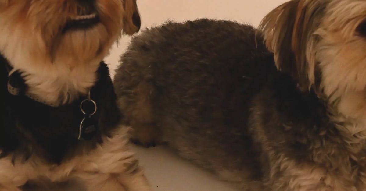 一群可爱的小狗实拍4k高清CC0视频素材