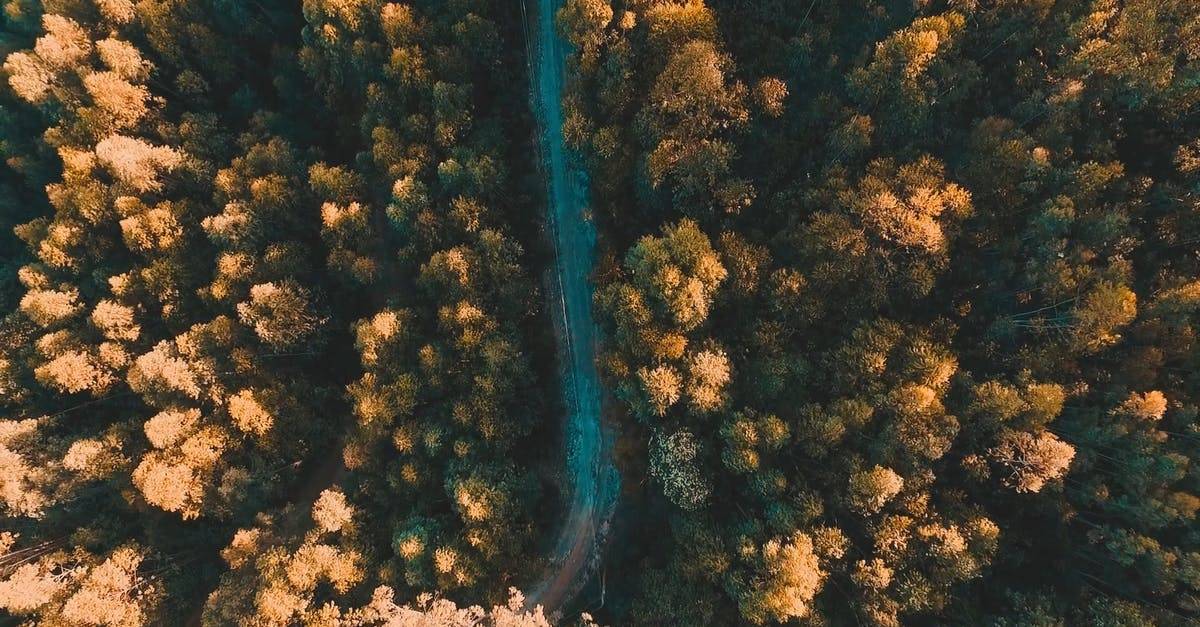 秋天森林树木航拍森林公路高清CC0视频素材