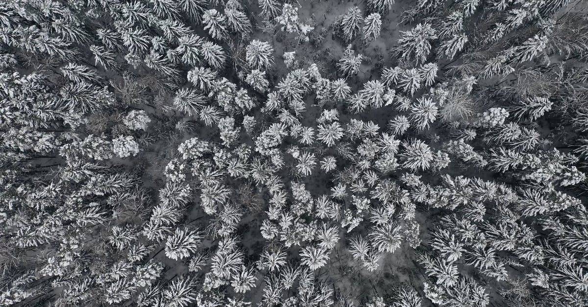 冬季, 冬季景观冰雪覆盖的松树林4k航拍高清CC0视频素材插图