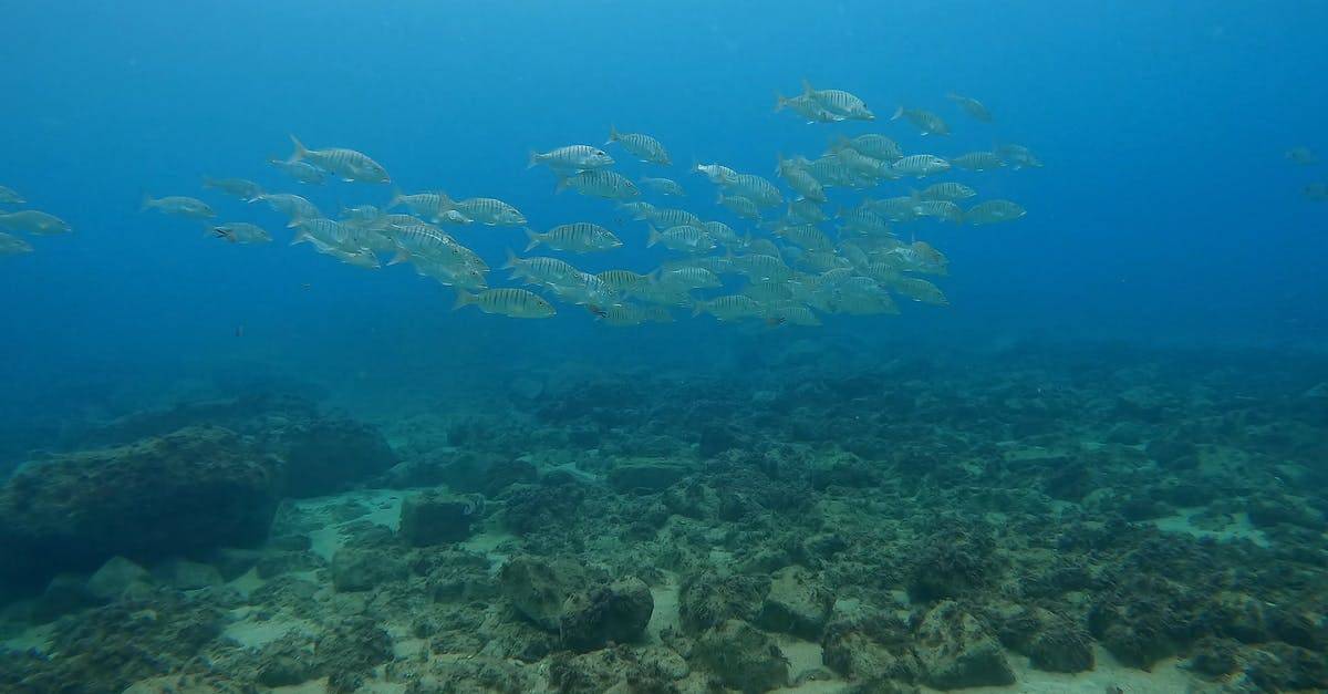 水下的鱼群潜水摄影4k高清CC0视频素材插图