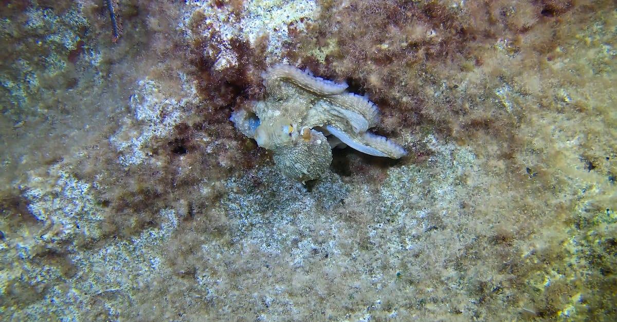 岩石下的乌贼海洋生物高清CC0视频素材