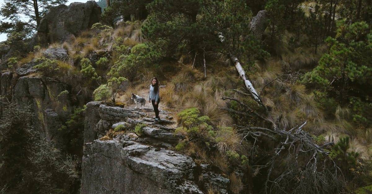 绿色和狗在森林中航拍高清CC0视频素材插图