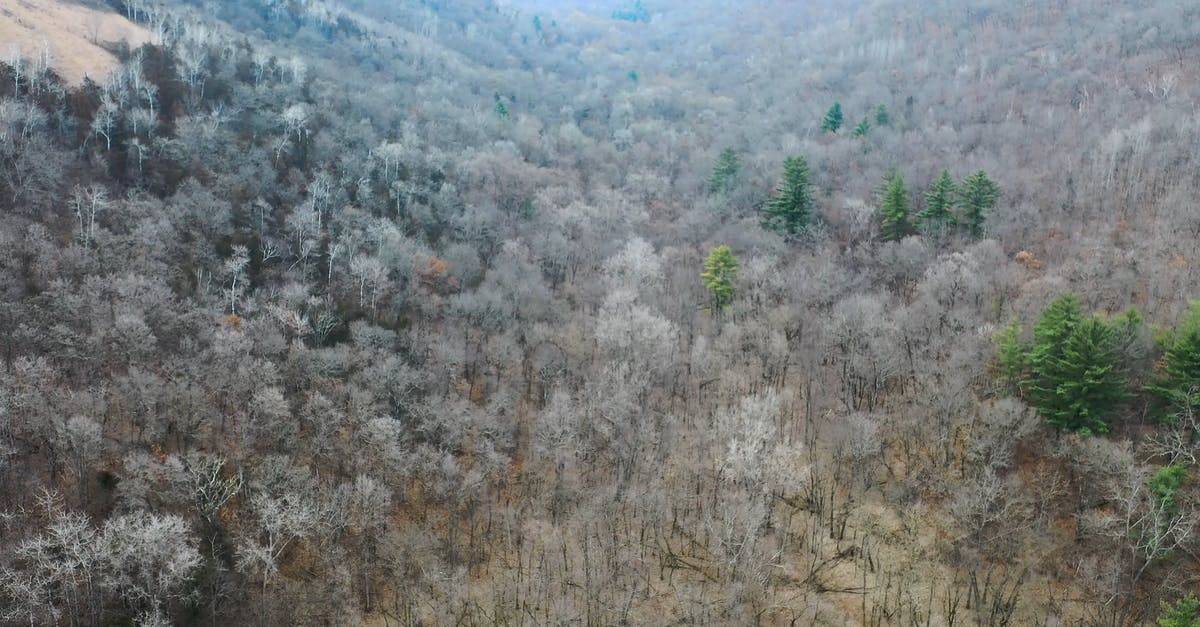 冬季的原始森林空中航拍4k高清CC0视频素材插图