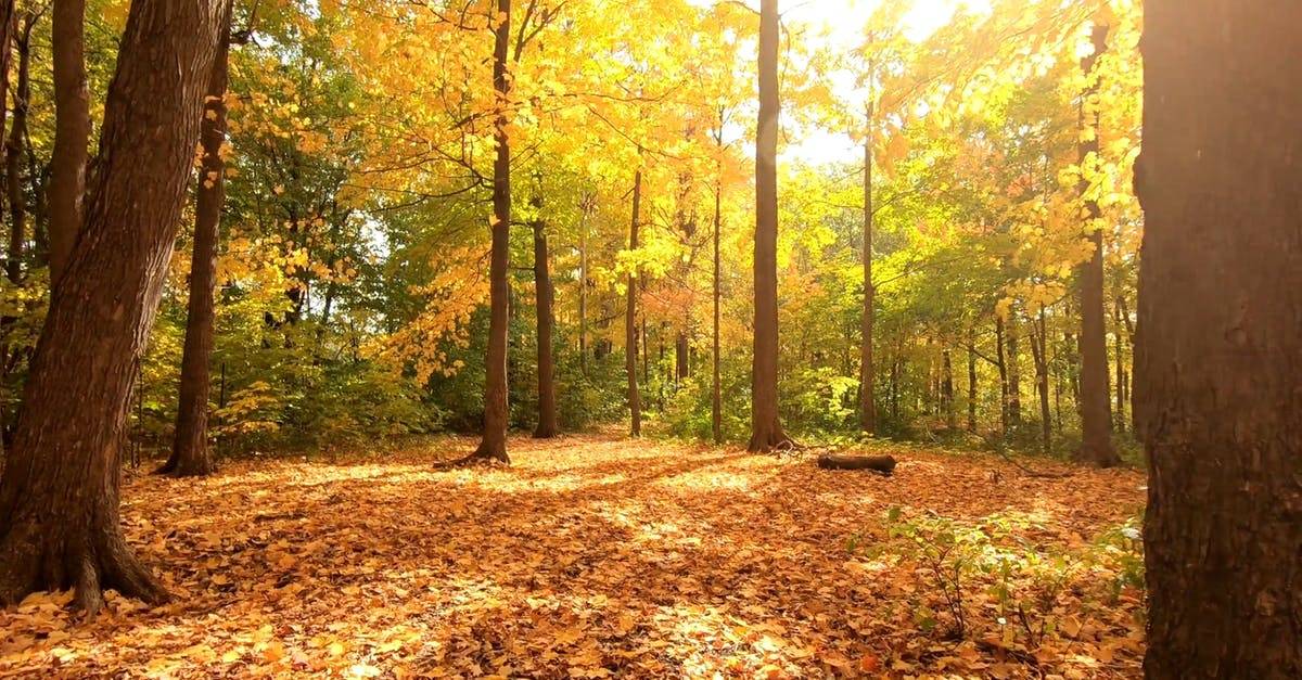 金色秋天原始森林植物小道2k高清CC0视频素材插图 金色秋天原始森林植物小道2k高清CC0视频素材插图