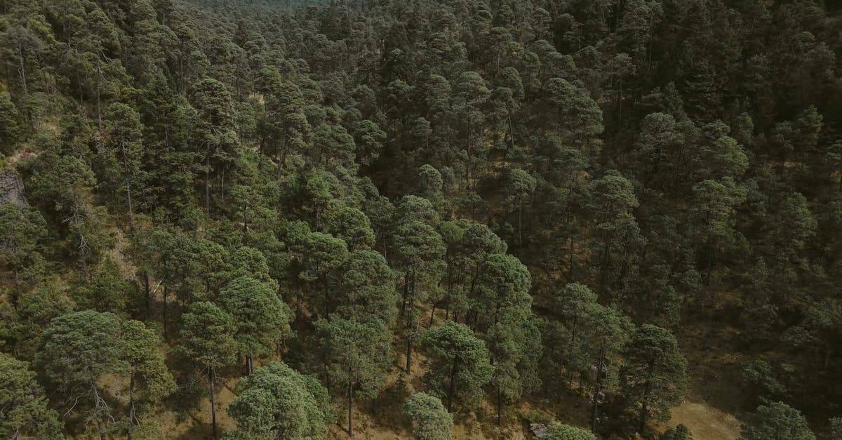 无人机航拍森林绿色植物景观高清CC0视频素材插图 无人机航拍森林绿色植物景观高清CC0视频素材插图