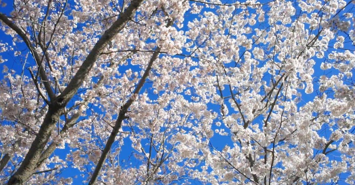 低角度拍摄美丽的樱花树高清CC0视频素材插图 低角度拍摄美丽的樱花树高清CC0视频素材插图