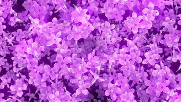 花朵淡紫色下降背景Flowers Lilac Falling Background视频素材插图