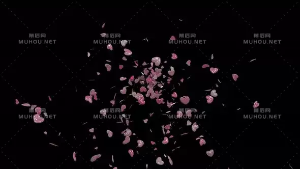情人节浪漫玫瑰花瓣飘散视频素材下载插图