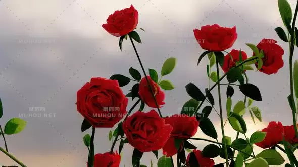 玫瑰三维特效植物Roses视频素材下载插图