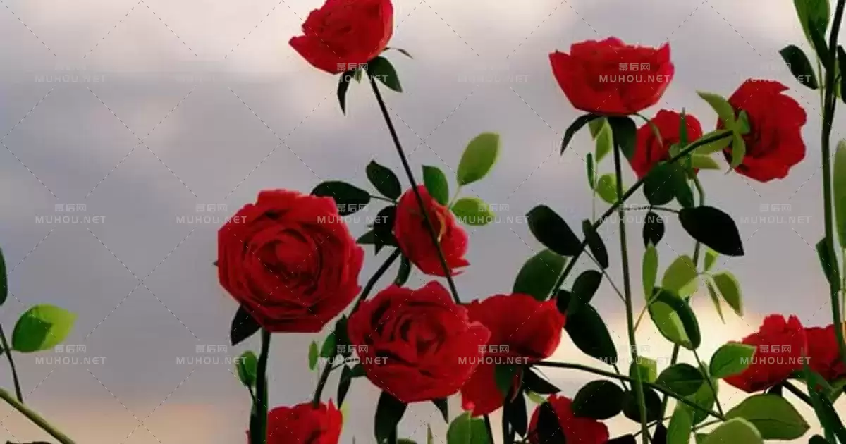 玫瑰三维特效植物Roses视频素材下载