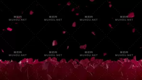 红玫瑰花瓣缓慢落在花坛上Alpha Matte视频素材下载插图